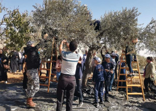 Implementation of the third day of the national voluntary campaign to pick olives (Faz&rsquo;a) with farmers in the Beit Jala area.