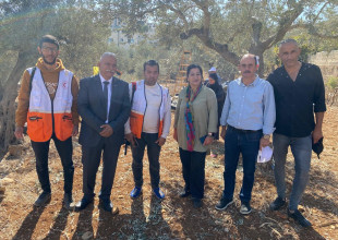 Implementation of the third day of the national voluntary campaign to pick olives (Faz&rsquo;a) with farmers in the Beit Jala area.